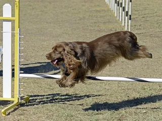 8 Types of Specialized Dog Training: Facts & Pictures