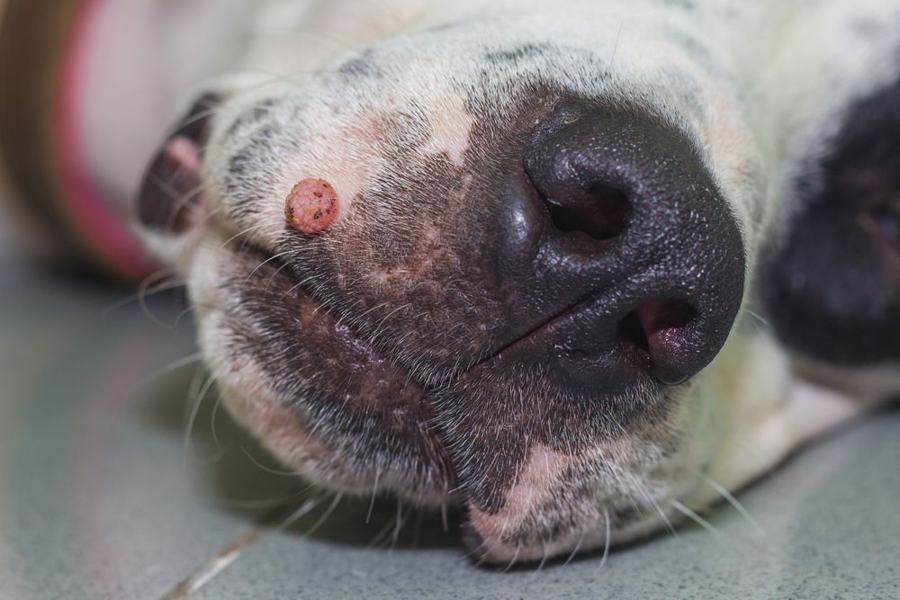 wart on dog's muzzle