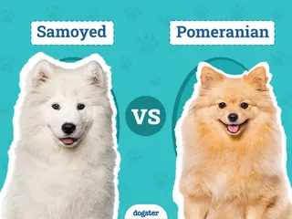 Samoyed vs Pomeranian: Notable Differences & Similarities