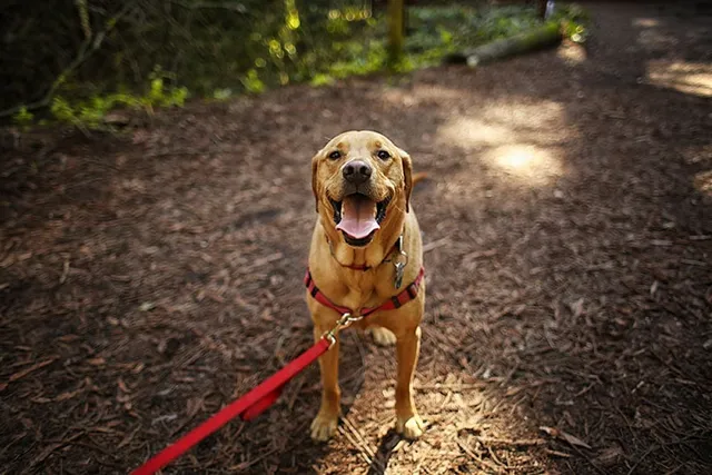 10 Dog Friendly Hiking Trails in New Jersey (2026 Guide)