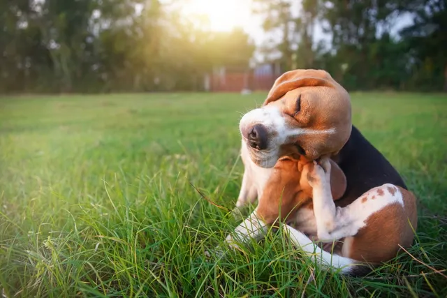 Why Does My Dog Itch So Much But Has No Fleas? Vet-Reviewed Possible Reasons & What to Do
