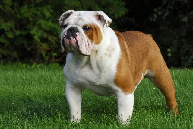 How to Help a Bulldog Breathe Better: 6 Vet-Verified Tips