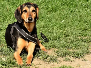 Basschshund Dog Breed: Info, Pictures, Care Guide & Traits