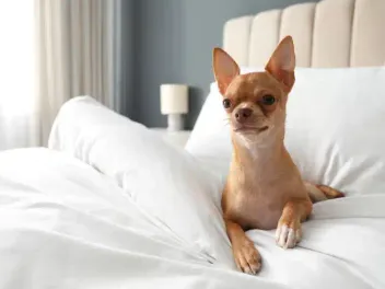 Why Do Dogs Dig in Their Beds? Vet-Reviewed Sleeping Rituals 