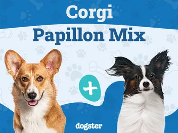 Corillon (Corgi Papillon Mix): Info, Pictures, Care & More