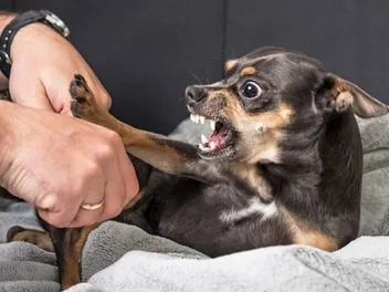 Why Are Chihuahuas So Aggressive? Breed Temperament & Likely Reasons