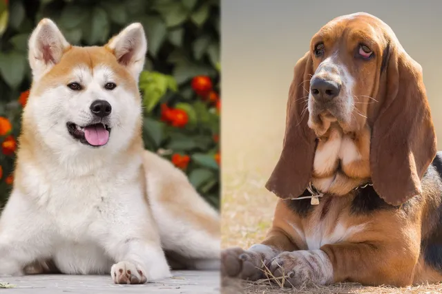 Akita Basset: Breed Info, Pictures, Care Guide & More