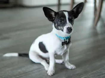 Rat-Cha Dog Breed: Info, Pictures, Temperament & Care Guide