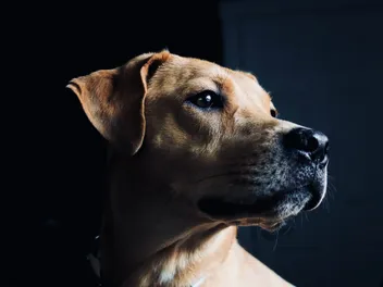 Cretan Hound Dog Breed: Info, Pictures, Care & More