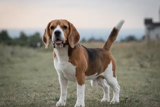 Beagle Dog Breed: Info, Pictures, Facts & Traits