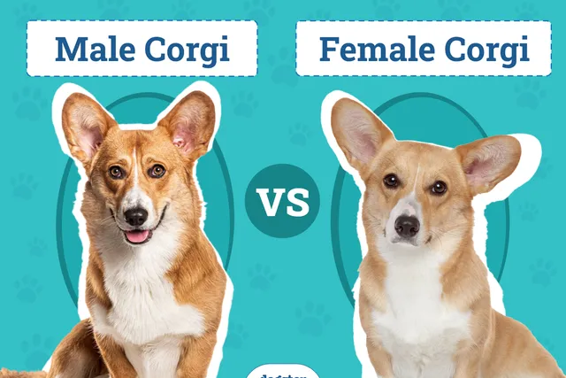 Male vs. Female Corgis: What’s the Difference? (With Pictures)