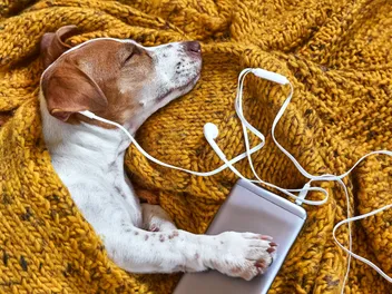 Grammy-Winning Producer Creates a Groundbreaking Album — for Dogs!