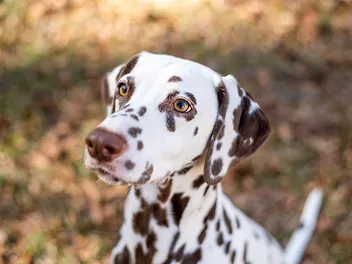 Brown Dalmatian (Liver Dalmatian): Info, Pictures, Origin & More