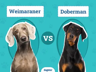 Weimaraner vs. Doberman: Key Differences (With Pictures)