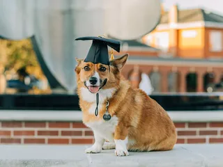 8 College Degrees for Dogs: Fun Canine Studies With a Pun