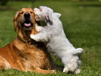 Do Bonded Dogs Need to Be Adopted Together? Vet-Reviewed Facts