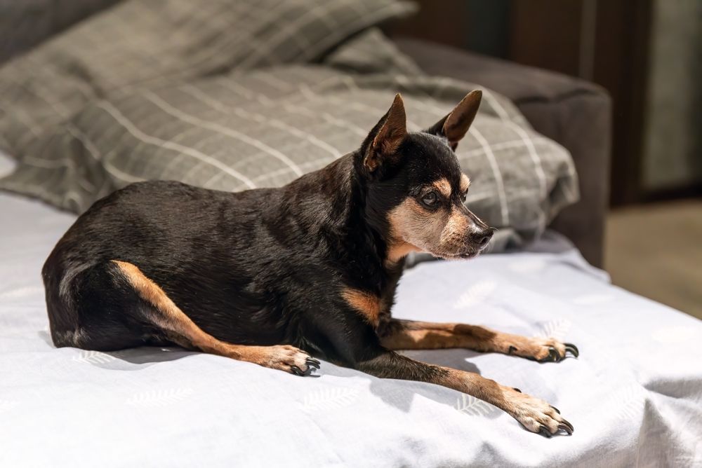 senior dog with arthritis