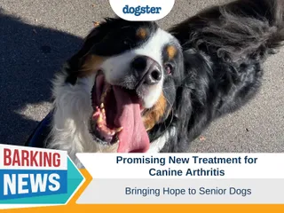 Promising New Treatment for Canine Arthritis Brings Hope for Senior Dogs