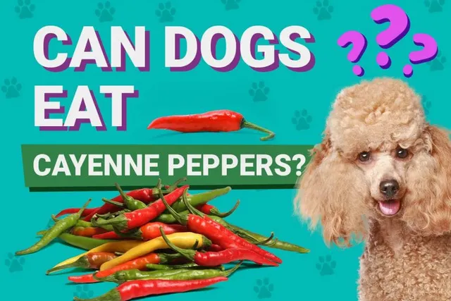 Can Dogs Eat Cayenne Peppers? Vet-Approved Advice