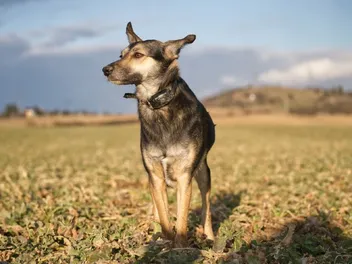 How Much Does It Cost to Install an Invisible Dog Fence? 2026 Price Guide