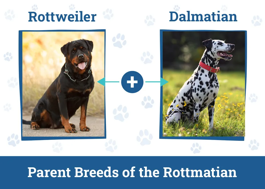Parent Breeds of the Rottmatian