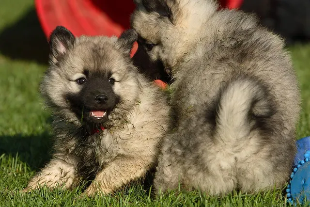 Keeshond: Info, Pictures, Facts & Traits