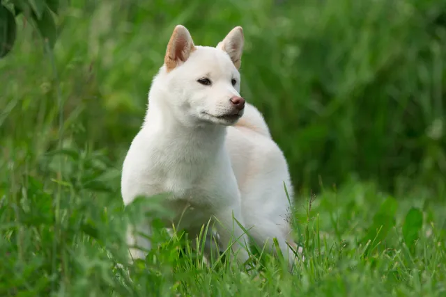 Cream Shiba Inu: Info, Pictures, History & Origin