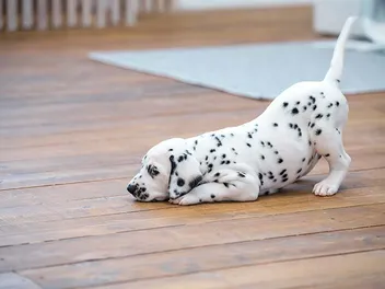 Miniature Dalmatian Dog Breed: Info, Pictures, Care & Facts