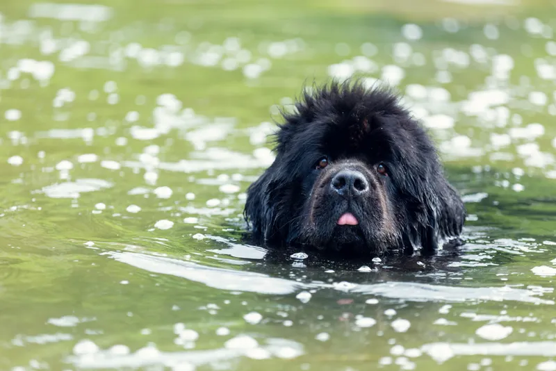 Newfoundland-dog-portraits-in-the-water