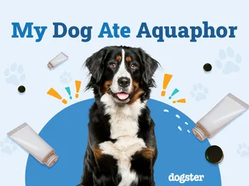 My Dog Ate Aquaphor: Should I Be Worried? Our Vet Explains