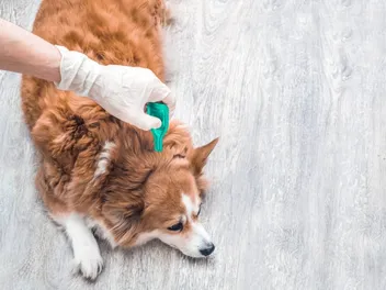10 Best Flea & Tick Treatments and Prevention for Dogs in 2026 - Reviews & Top Picks