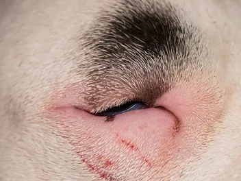How Much Does Entropion Surgery for Dogs Cost? (2026 Price Guide)