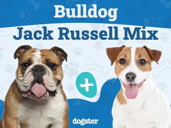 Bull-Jack (Bulldog & Jack Russell Mix): Info, Pictures, Care & More