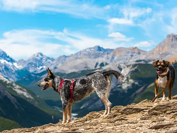 10 Best Dog-Friendly Vacation Destinations in Canada (2026 Guide)