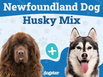 Newfoundland Dog Husky Mix: Info, Pictures, Care & More