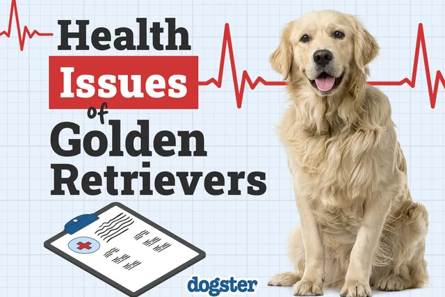 6 Common Golden Retriever Health Issues to Watch Out For