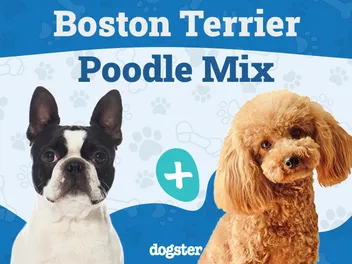 Bossi-Poo (Poodle & Boston Terrier Mix): Info, Pictures, Care & More