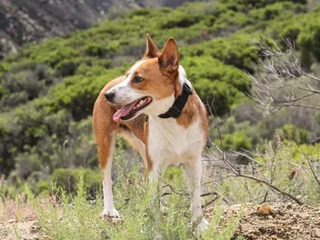 Feist Dog Breed Info: Pictures, Facts, Traits & More