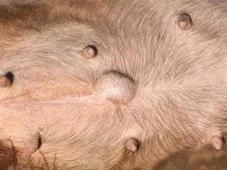 Umbilical Hernias in Dogs: Our Vet Explains Causes, Signs & Treatment