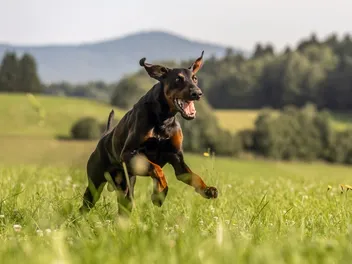 Do Dobermans Like to Cuddle? Behavior, Socialization & Temperament