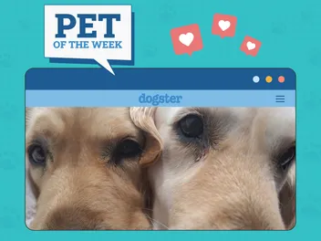 Dogster Photo Contest: Dogs of the Week Winners (Mar 6, 2025)