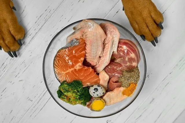 Why Many Veterinarians Do Not Recommend a Raw Diet for Your Dog: Our Vet Explains