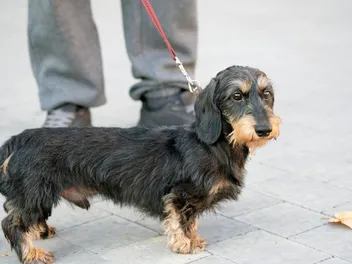 Wirehaired Dachshund Dog Breed: Info, Pictures, Traits, and More
