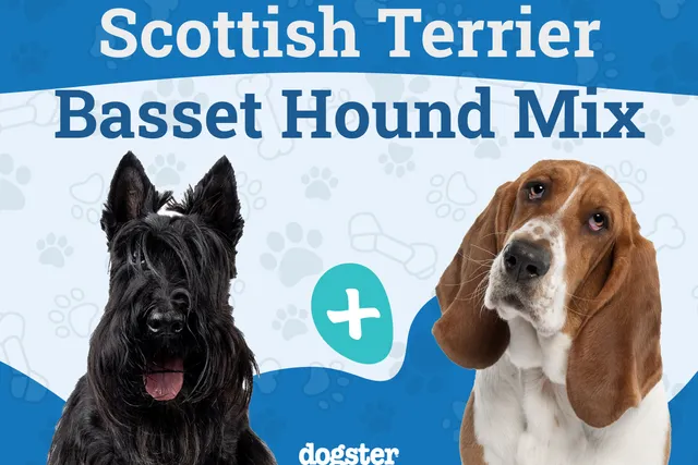 Bascottie Dog Breed: Info, Pictures, Care & More