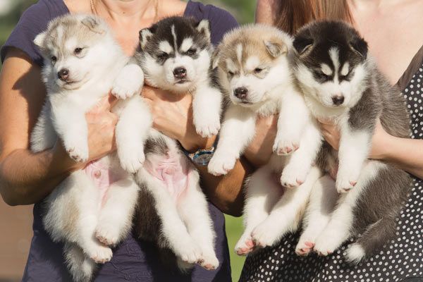 Dog Breeder vs Rescue Shelter: Vet-Verified Pros, Cons & Considerations