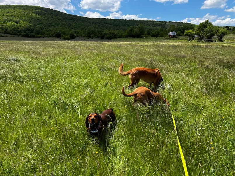 Lava, Hela and Lajka in the field