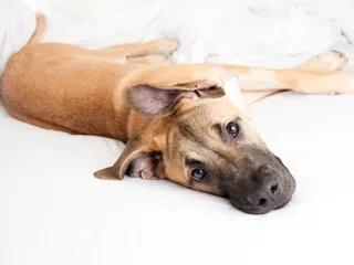 German Shepherd Great Dane Mix: Info, Pictures, Care & More
