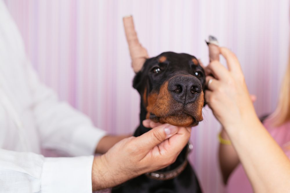 Doberman with ears cropped