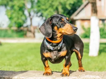 Black and Tan Dachshund: Info, Pictures, Origin & History