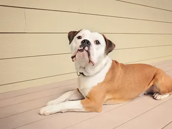 Dorset Olde Tyme Bulldogge Dog Breed: Info, Pictures, Care & More